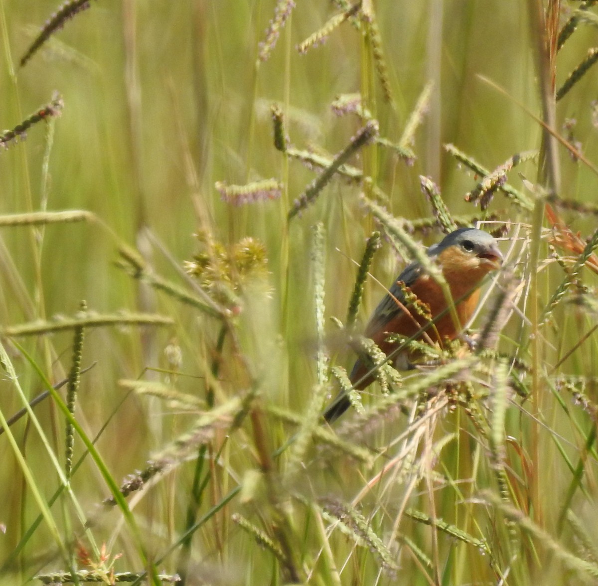 Tawny-bellied Seedeater - ML644783033