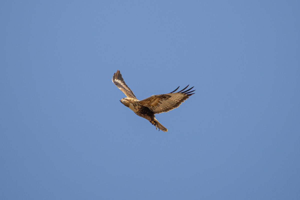 Upland Buzzard - ML644783034