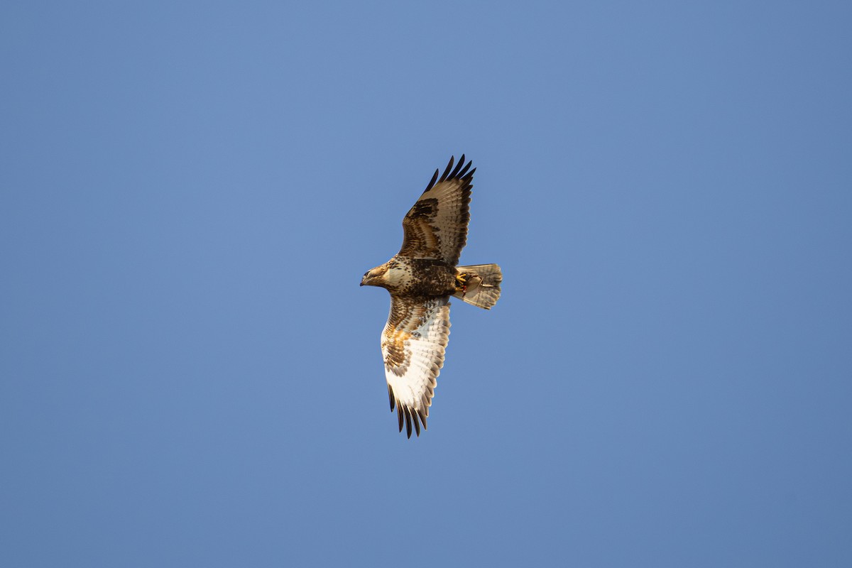 Upland Buzzard - ML644783037