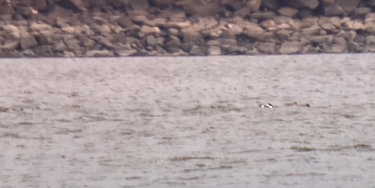 skjeand - ML644783043