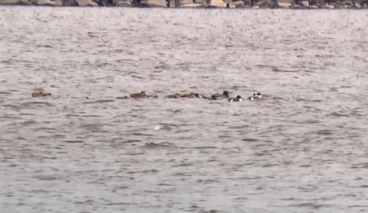 skjeand - ML644783044