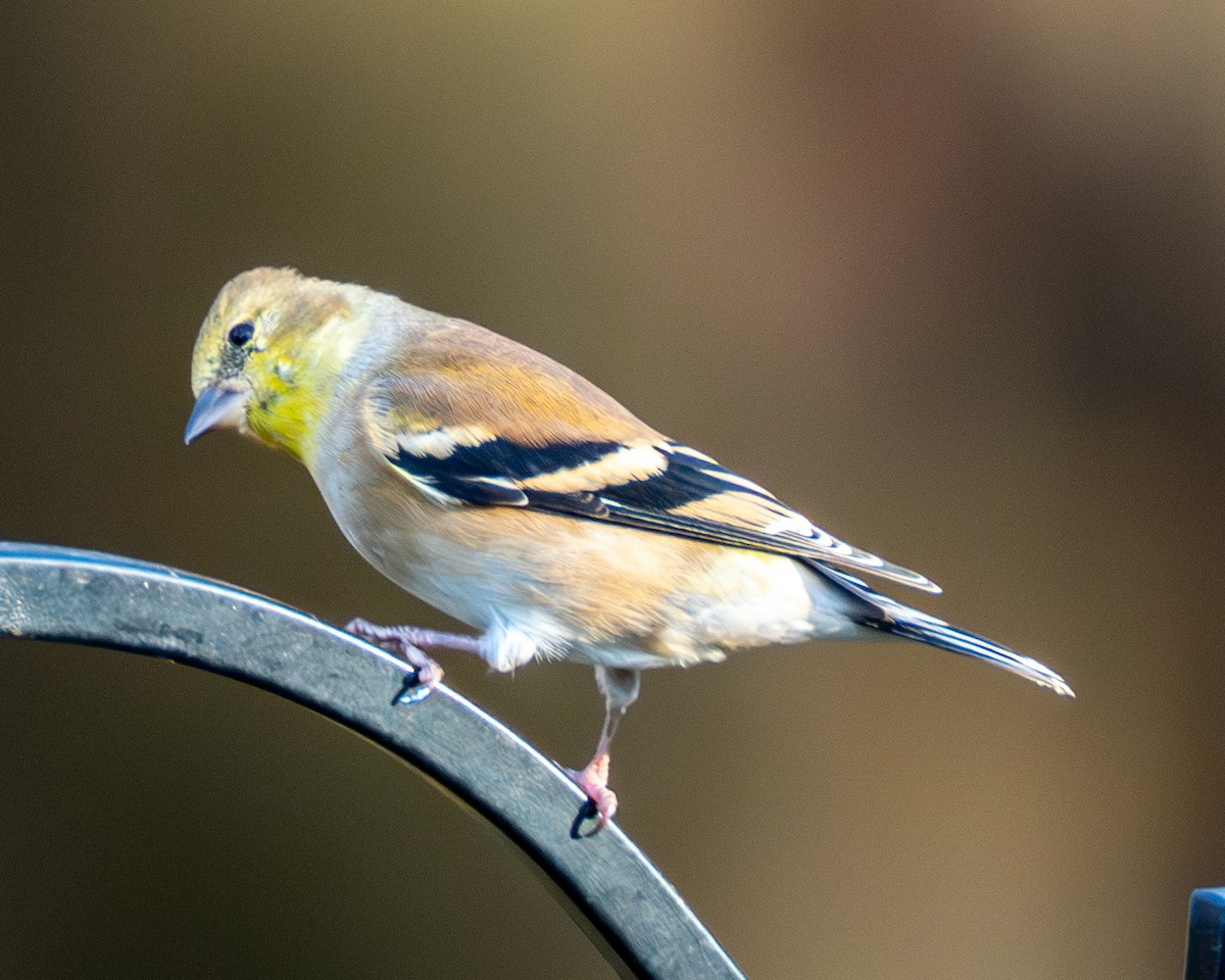 オウゴンヒワ - ML644783062