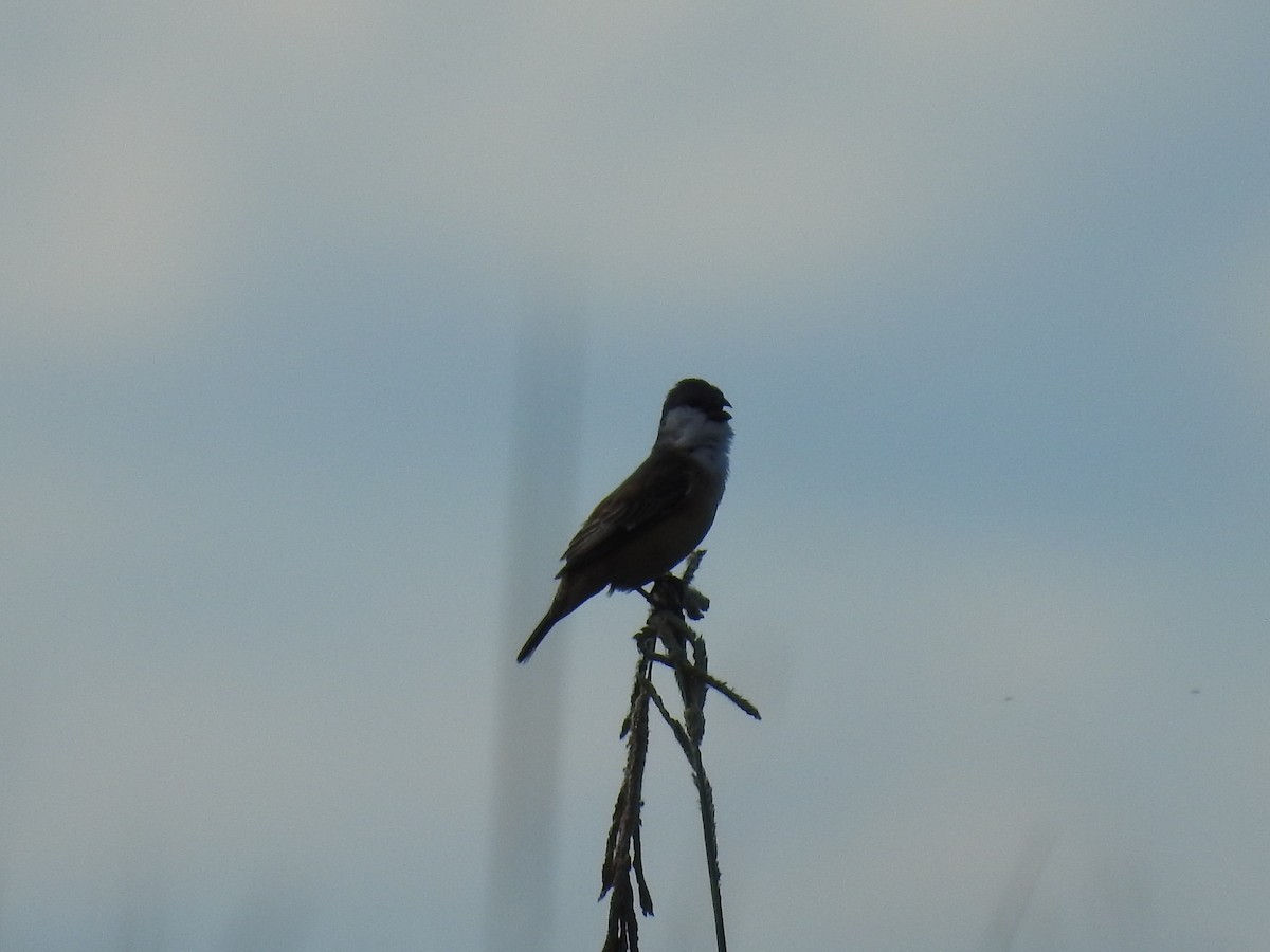 Болотный просяночник - ML644783063