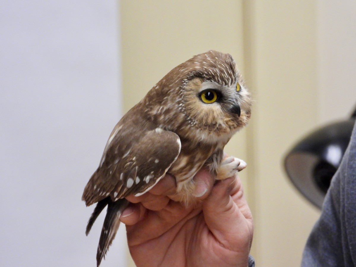 sýc americký - ML644783066