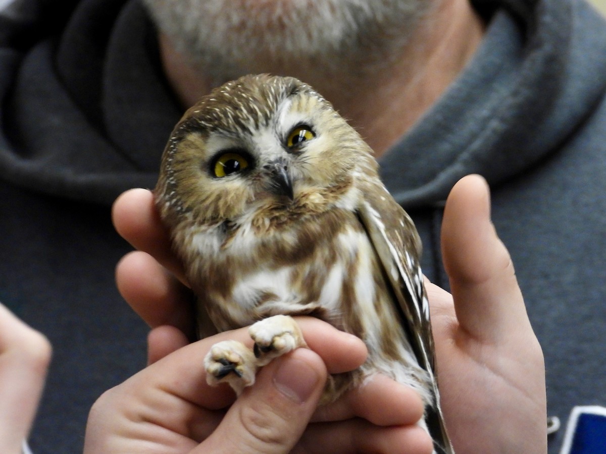 sýc americký - ML644783069