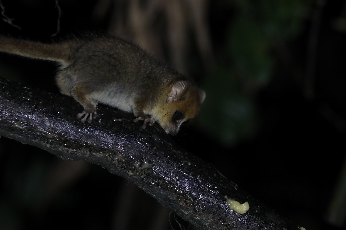 Rufous Mouse Lemur - ML644783078