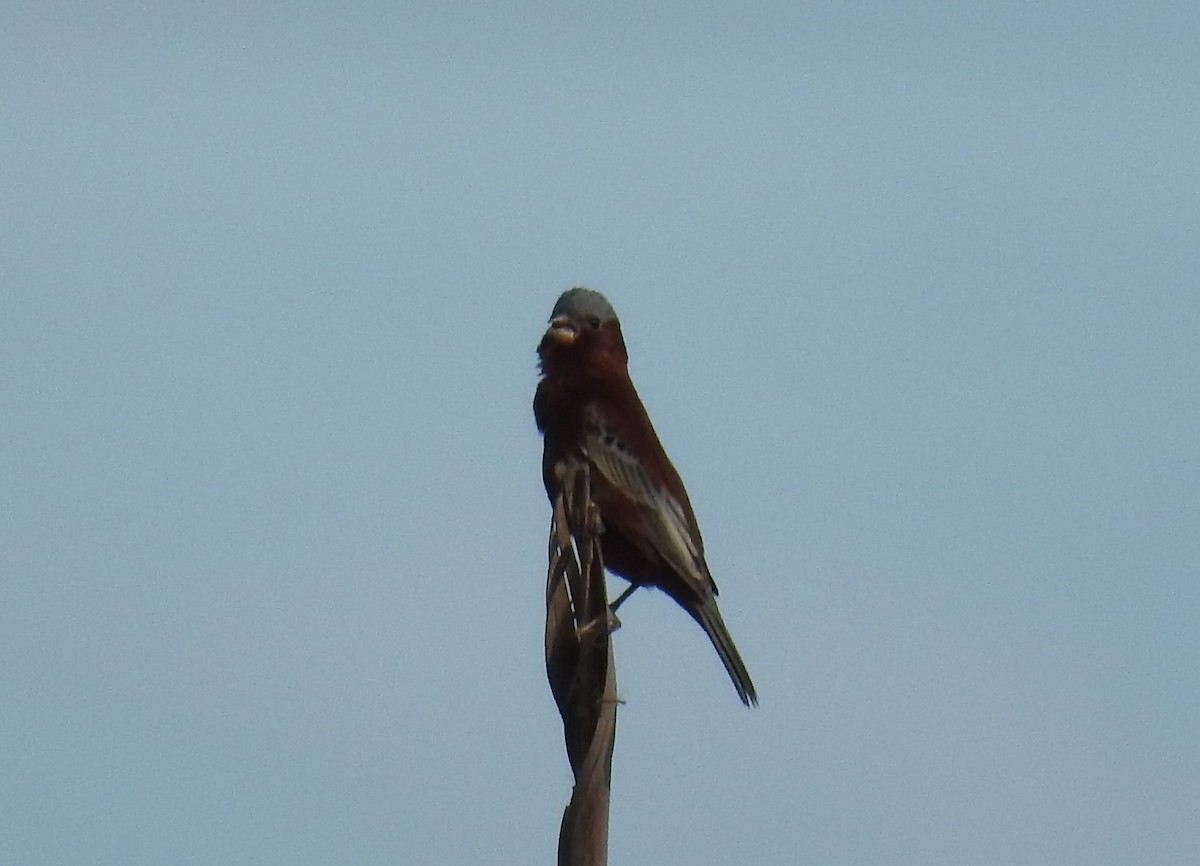 Chestnut Seedeater - ML644783090