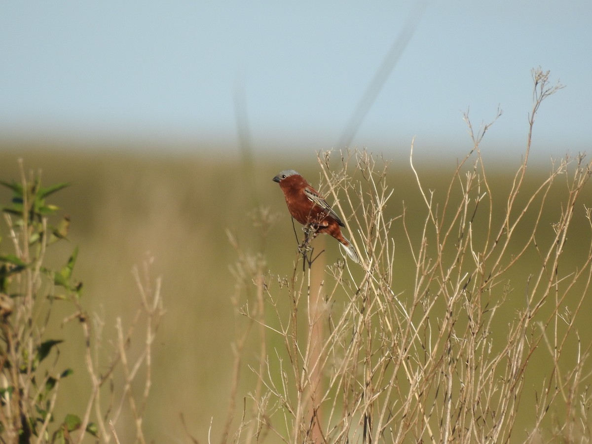 Chestnut Seedeater - ML644783091