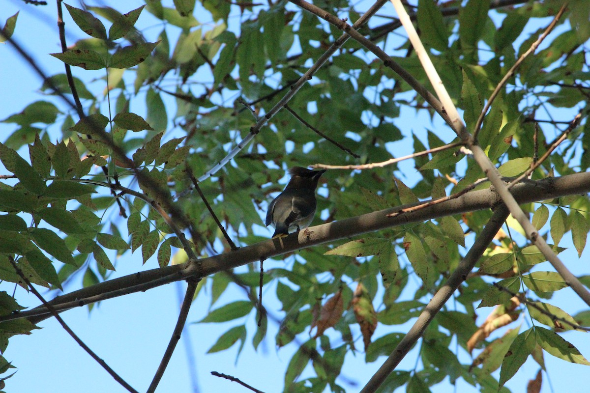 Cedar Waxwing - ML644783105