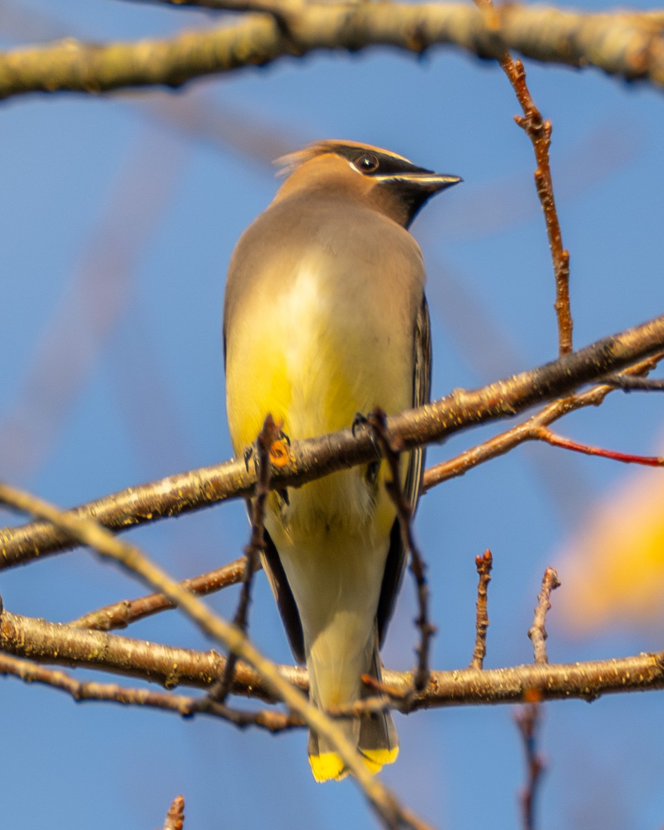 Cedar Waxwing - ML644783114