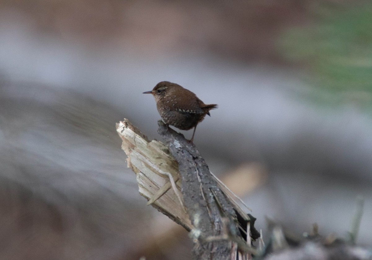 Winter Wren - ML644783115