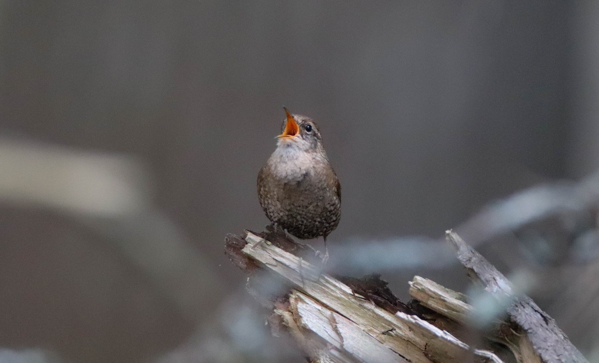 Winter Wren - ML644783116
