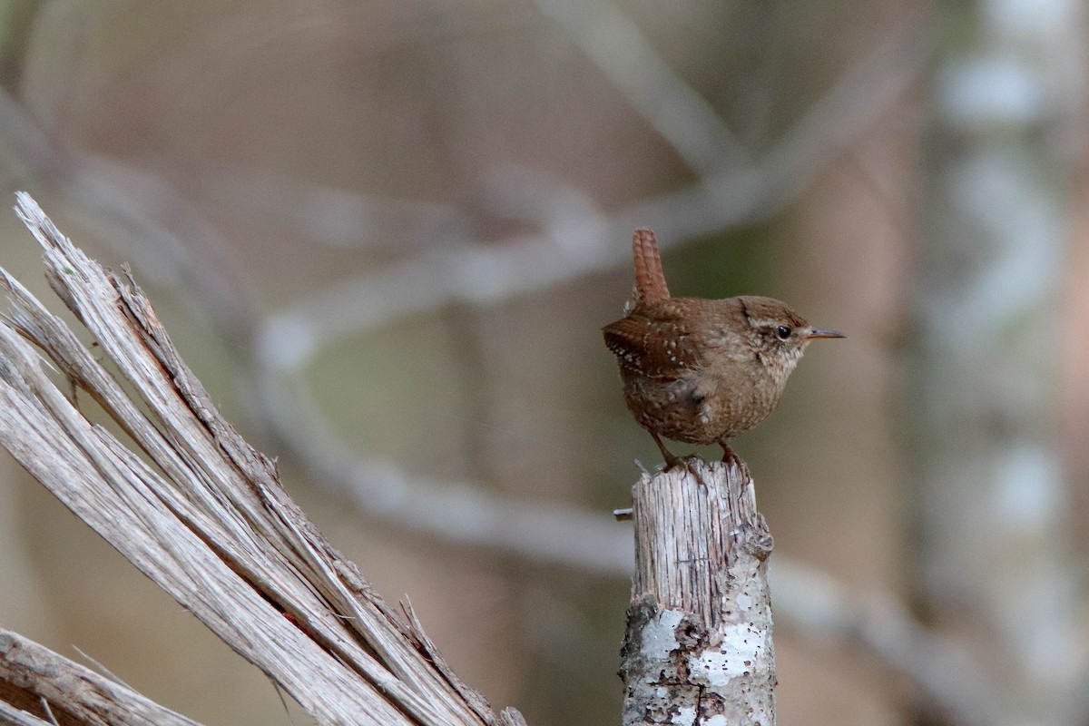 Winter Wren - ML644783117
