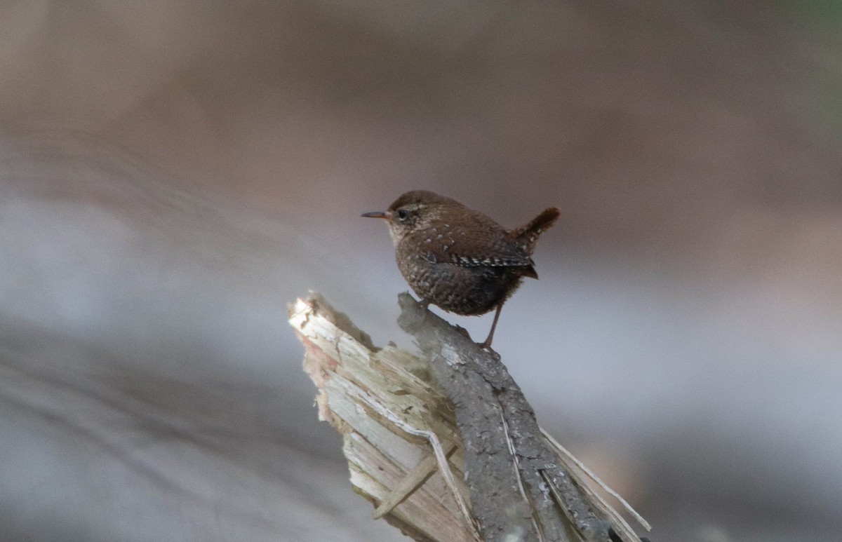 Winter Wren - ML644783118