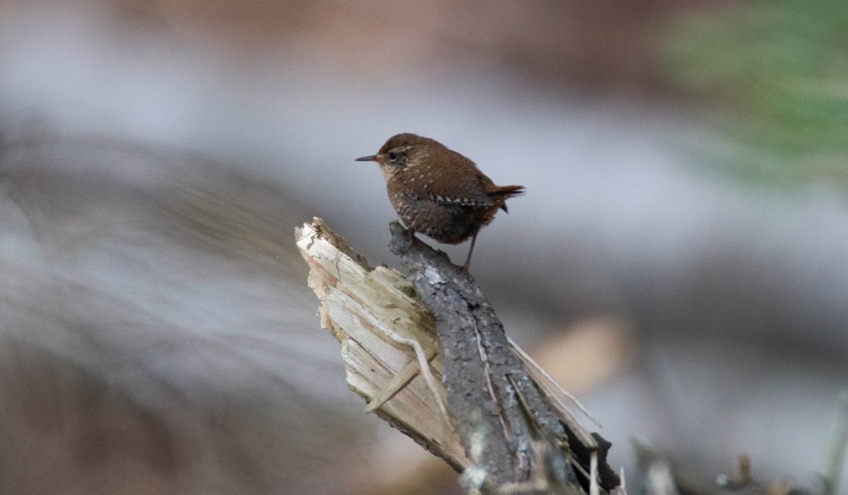 Winter Wren - ML644783119