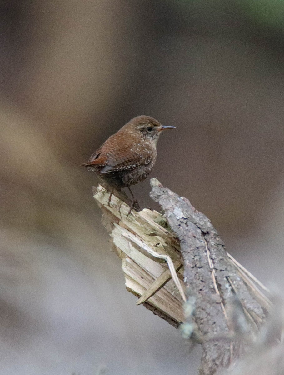 Winter Wren - ML644783120