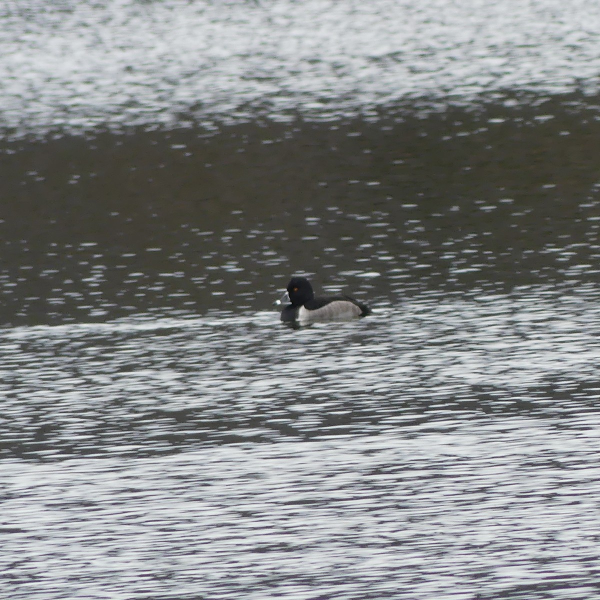 צולל צווארון - ML644783123