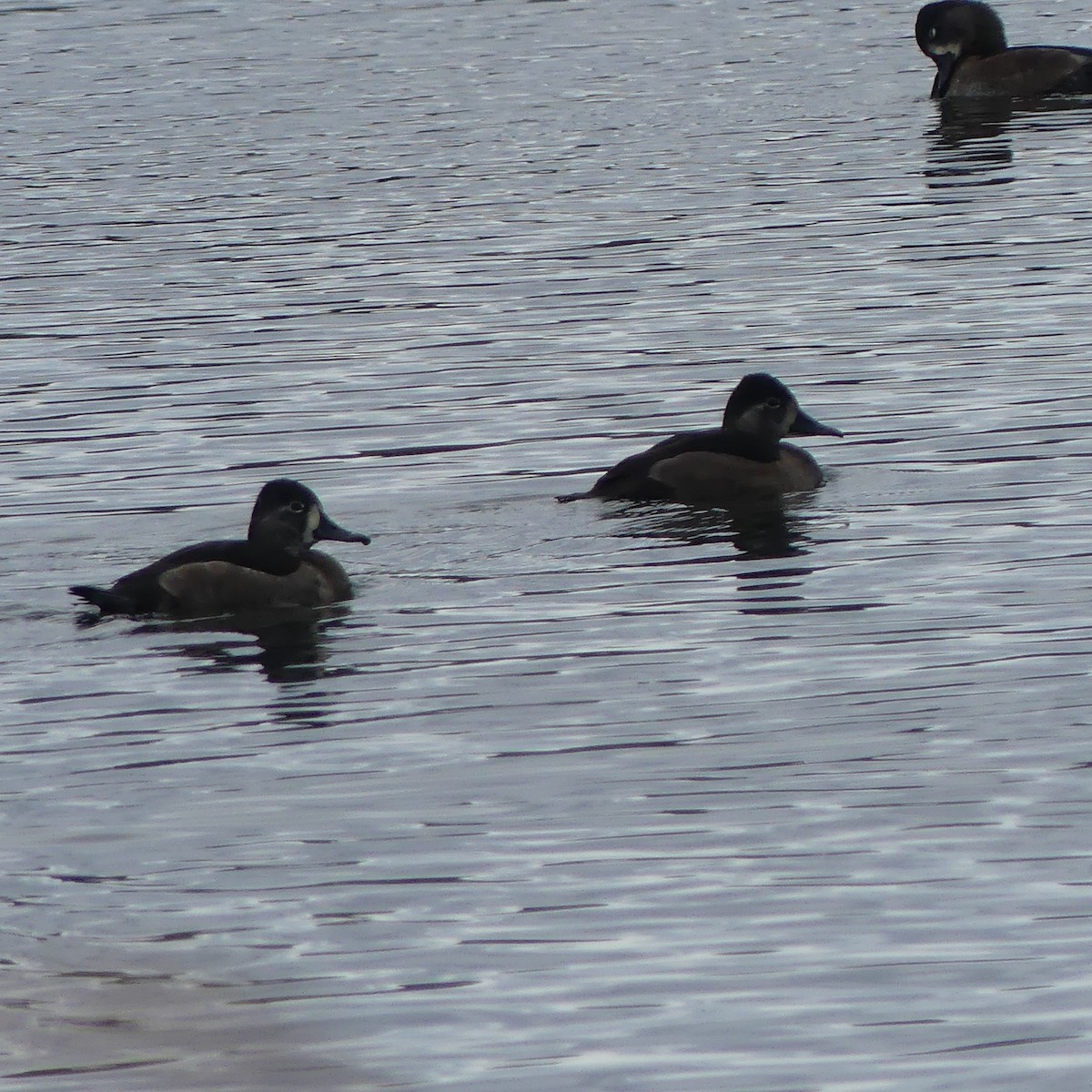 צולל צווארון - ML644783124