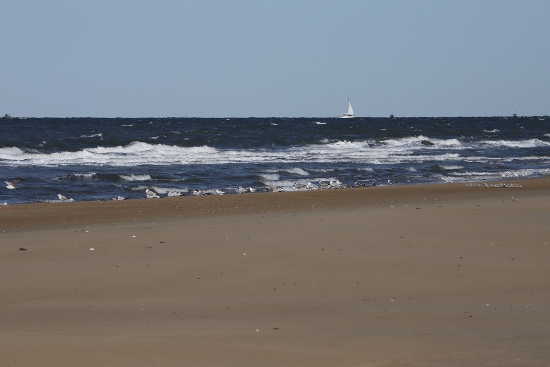 Txirri zuria - ML644783129