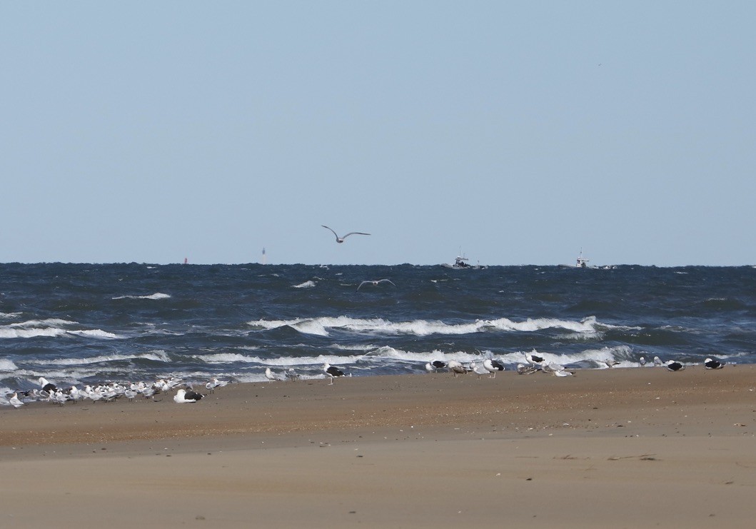 Great Black-backed Gull - ML644783130