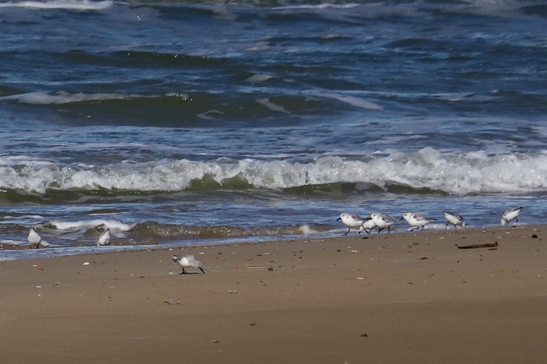 Txirri zuria - ML644783131