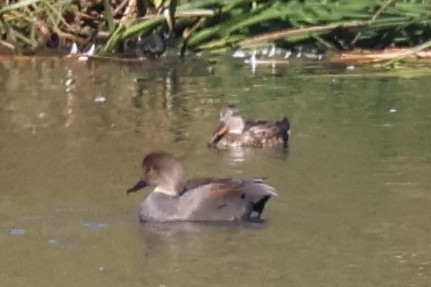 ברווז אפור - ML644783142