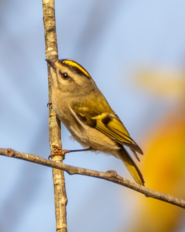 Golden-crowned Kinglet - ML644783143