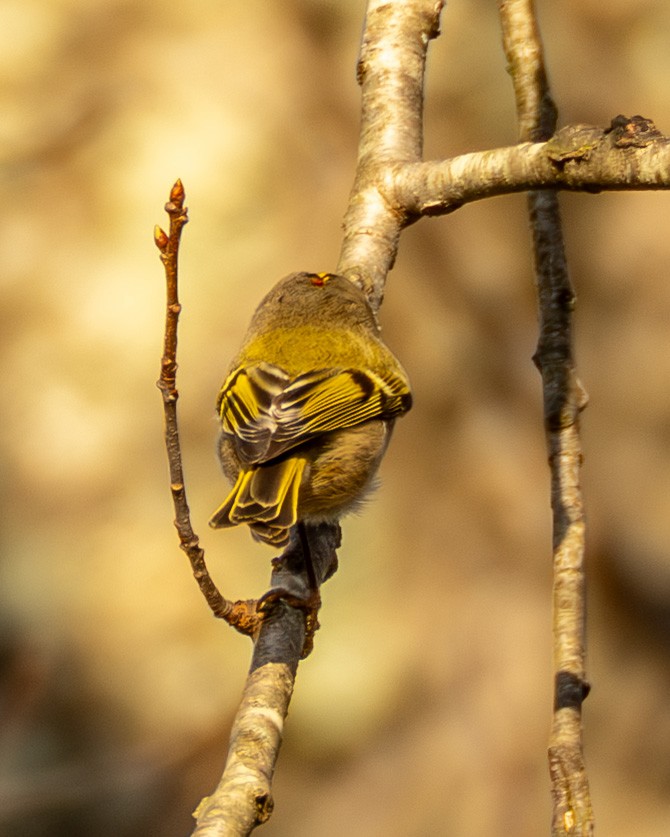 Golden-crowned Kinglet - ML644783144