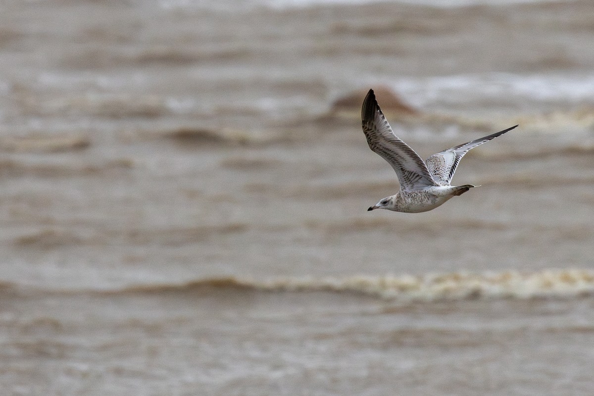 שחף עקוד-מקור - ML644783145
