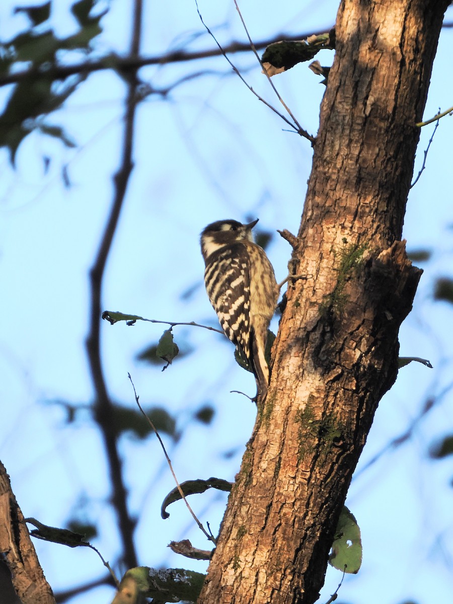 Japanese Pygmy Woodpecker - ML644783146