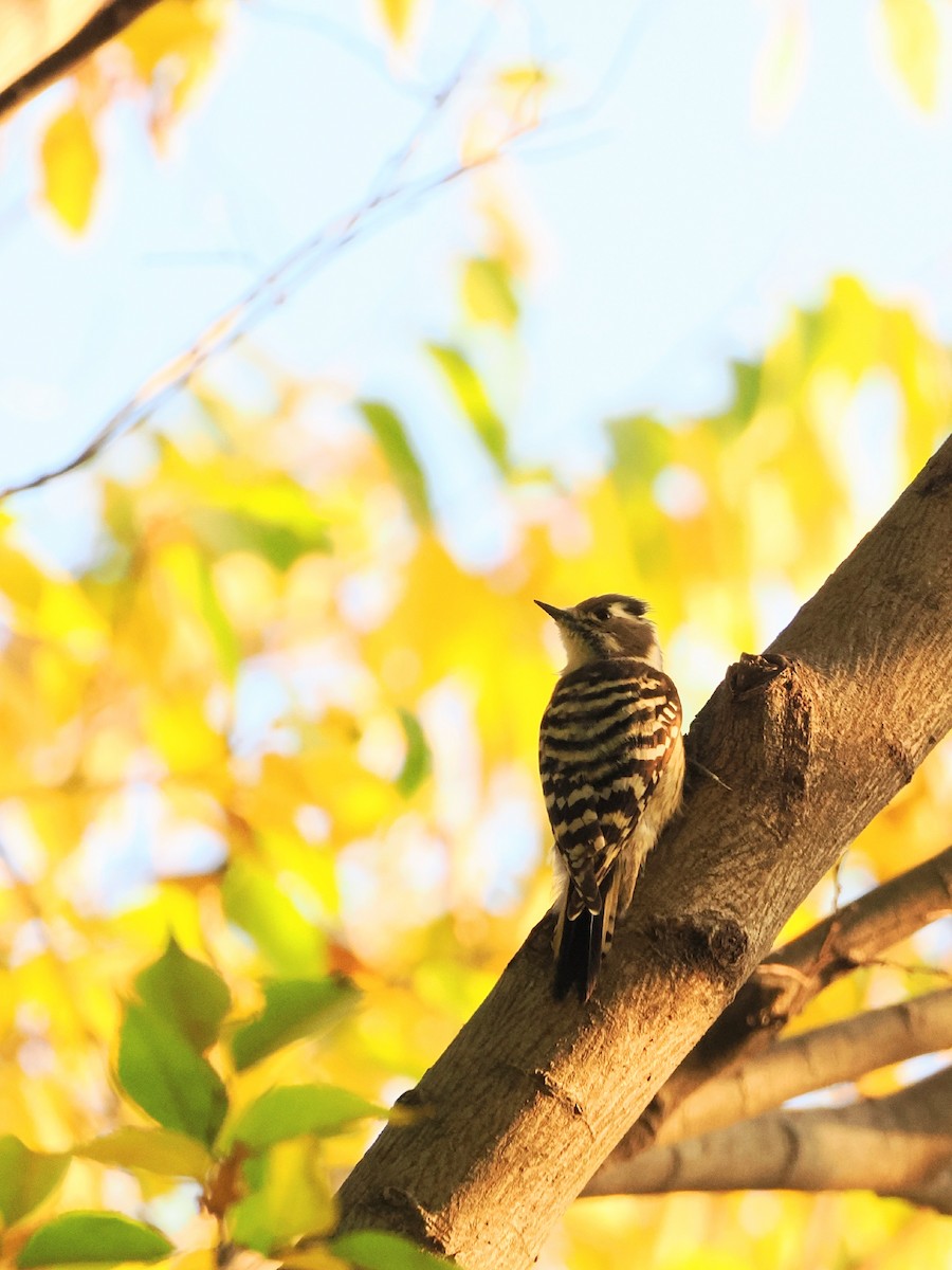 Japanese Pygmy Woodpecker - ML644783147