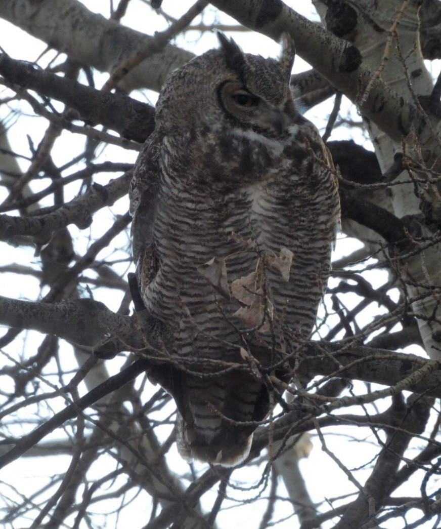 Great Horned Owl - ML644783148