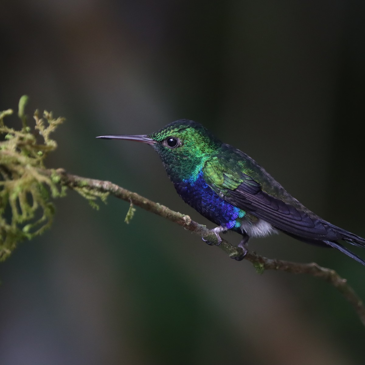 Violet-bellied Hummingbird - ML644783150