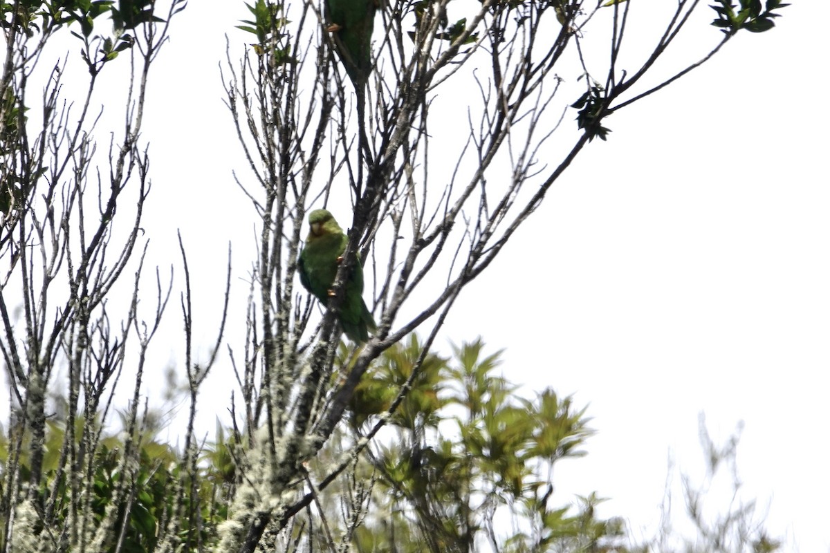 Rufous-fronted Parakeet - ML644783151