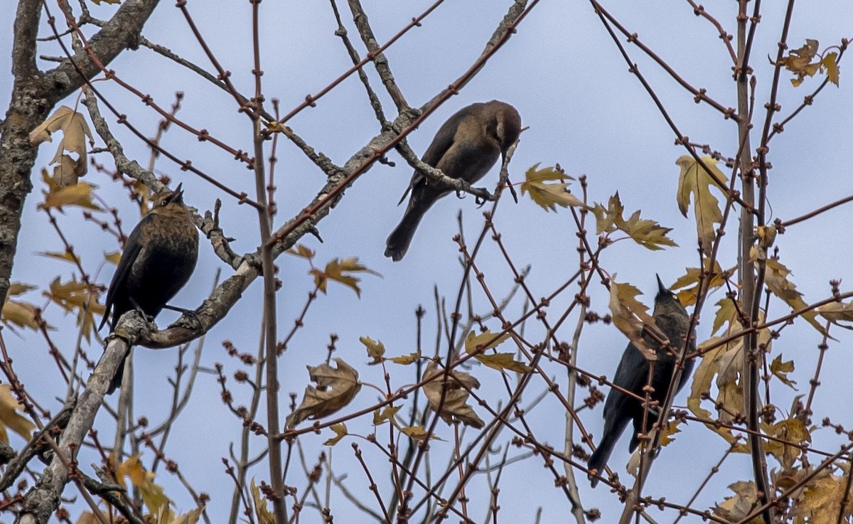 Rusty Blackbird - ML644783153
