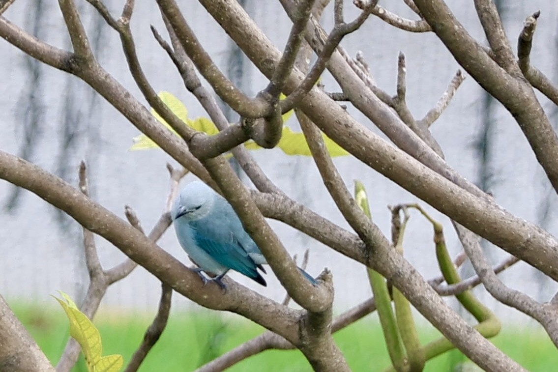 Plumbeous Hawk - ML644783154