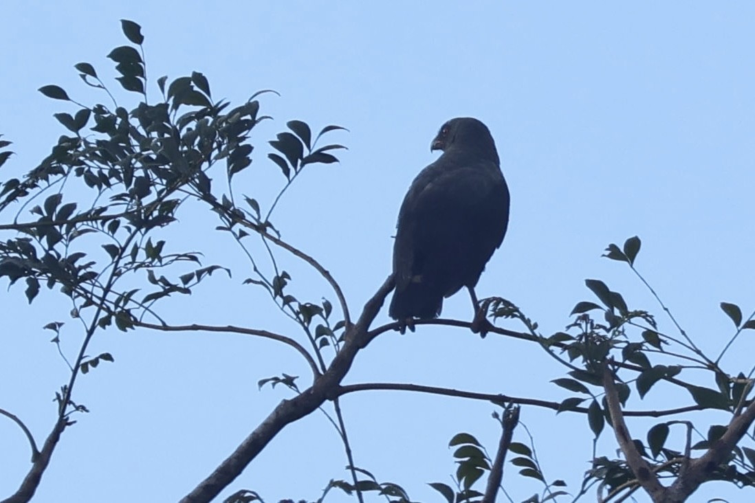 Plumbeous Hawk - ML644783155
