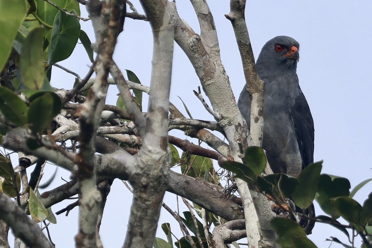 Plumbeous Hawk - ML644783156