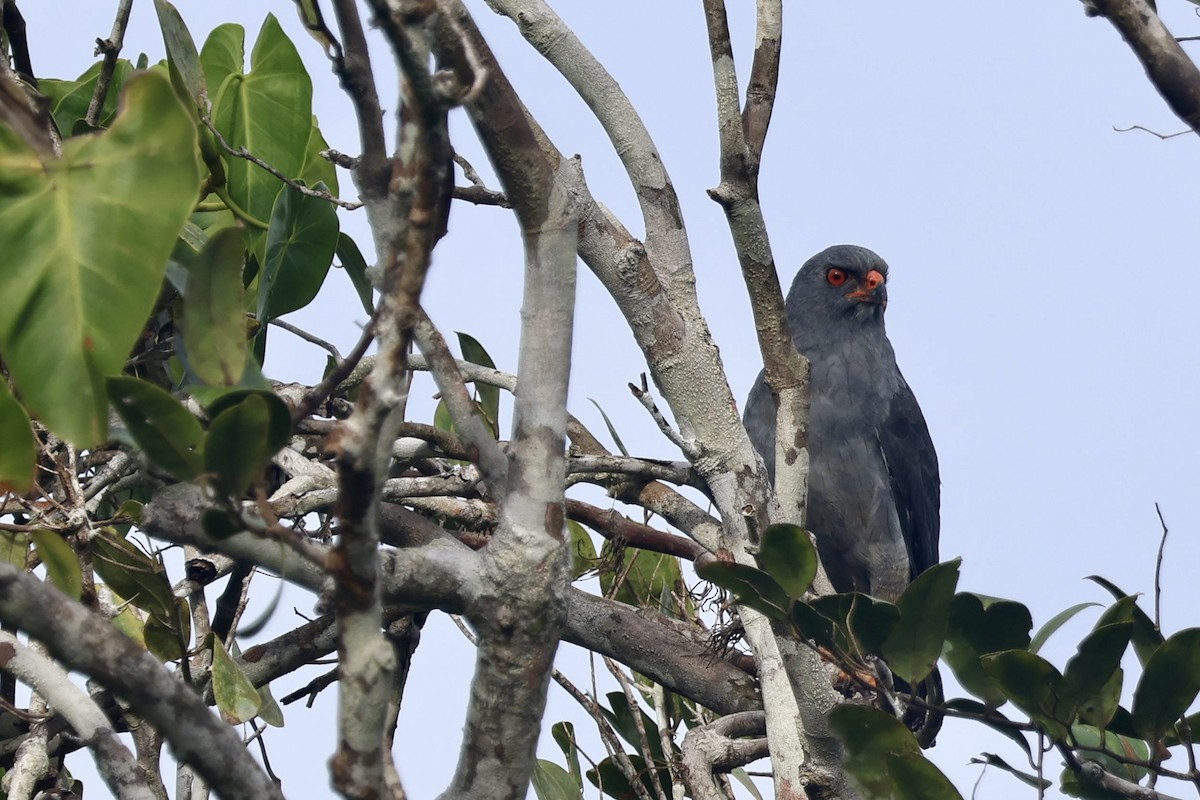 Plumbeous Hawk - ML644783157