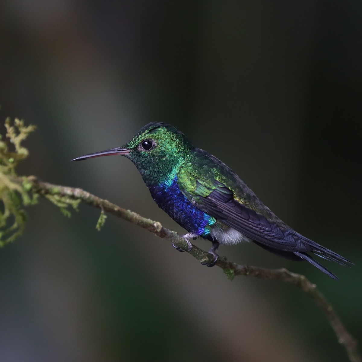 Violet-bellied Hummingbird - ML644783160