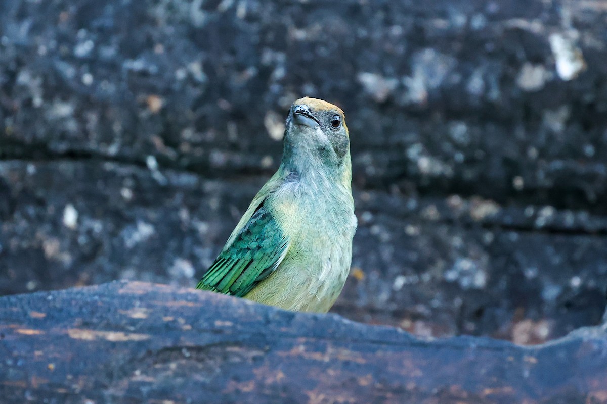 Burnished-buff Tanager - ML644783162