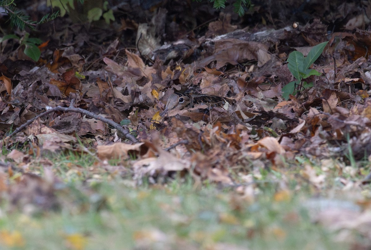 American Woodcock - ML644783163