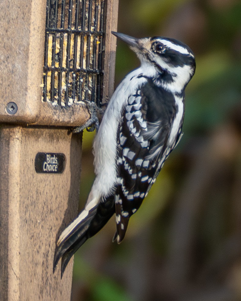 Hairy Woodpecker - ML644783165