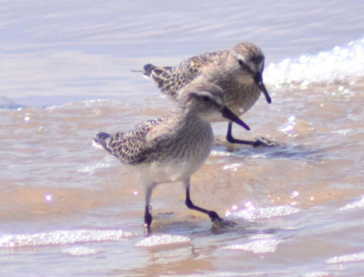 חופית לבנת-שת - ML644783167