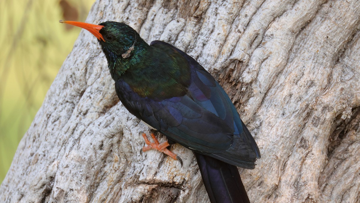 Green Woodhoopoe - ML644783169