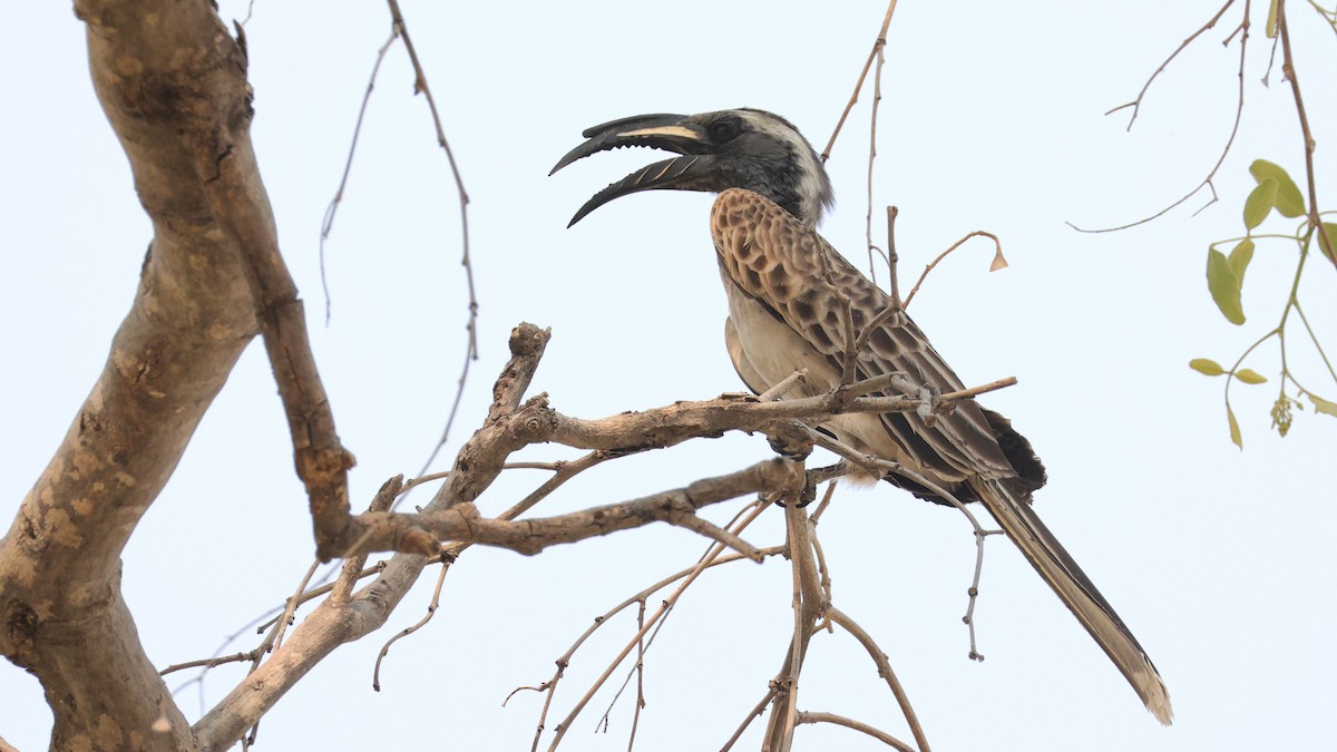 African Gray Hornbill - ML644783171