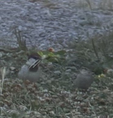 Italian Sparrow - ML644783177