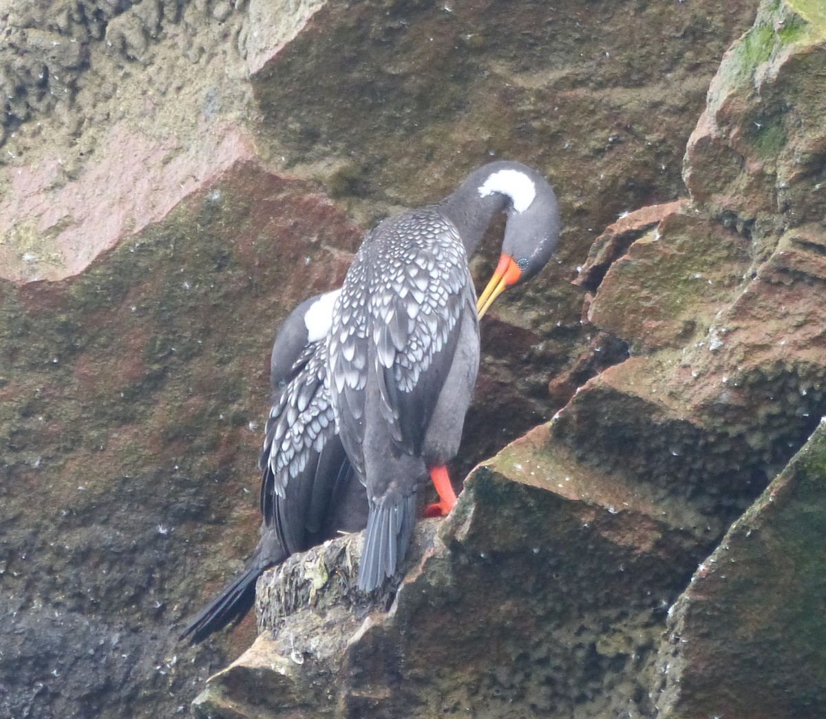Red-legged Cormorant - ML644783180