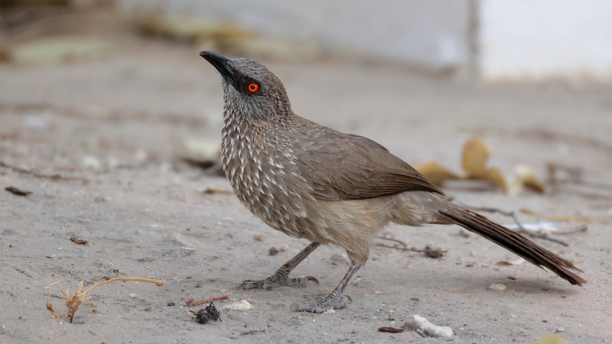 Arrow-marked Babbler - ML644783183