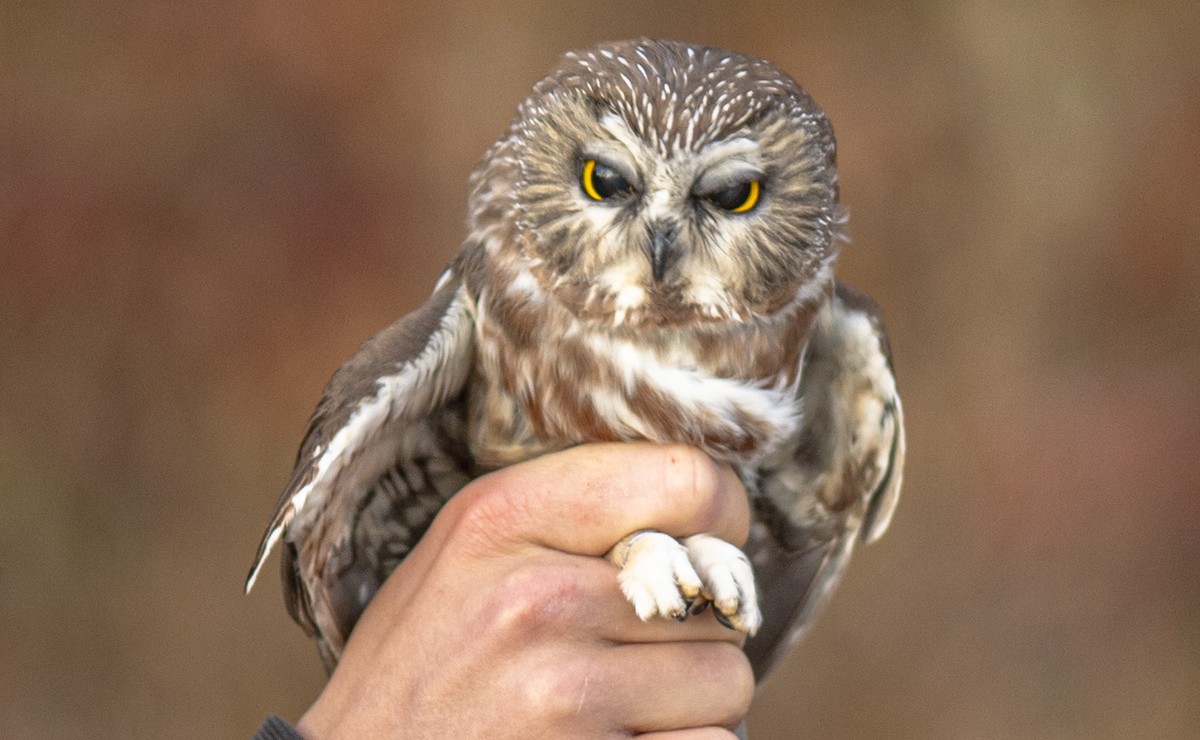 Petite Nyctale - ML644783192